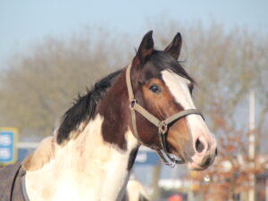 Rosalita